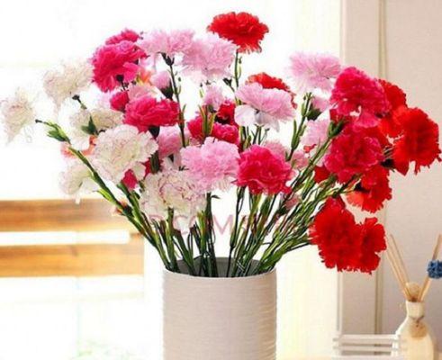 康乃馨的花语及其象征意义（用康乃馨表达真挚情感的含义与方法）