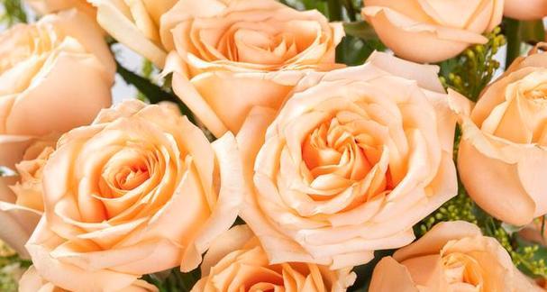 香槟玫瑰花语与寓意（揭秘香槟玫瑰的浪漫花语）