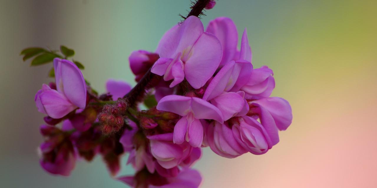 槐花的花语与意义（探寻槐花的深意）