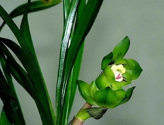 兰花之美（一朵芬芳的兰花）