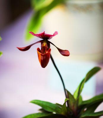 兰花之美（一朵芬芳的兰花）