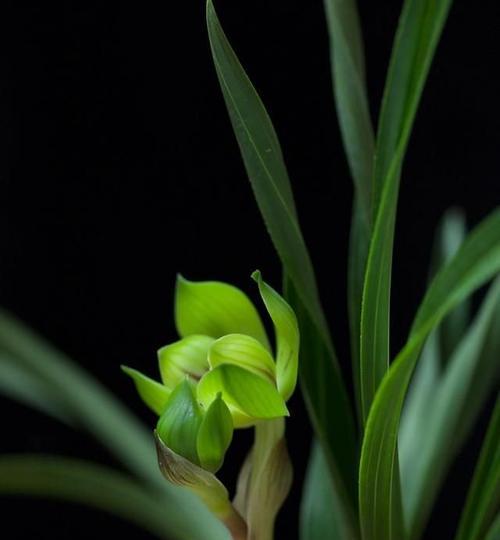 兰花之美（一朵芬芳的兰花）