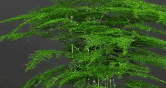 文竹花语（探寻文竹花语与永恒之间的奇妙关系）