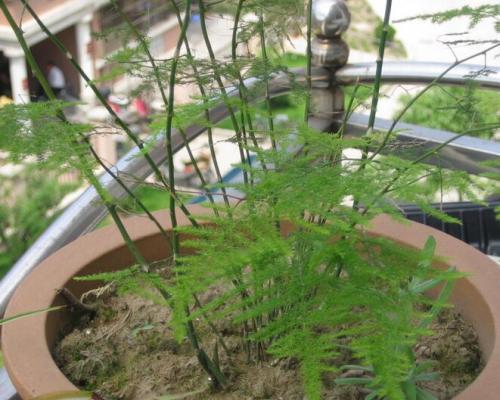 文竹花语（探寻文竹花语与永恒之间的奇妙关系）