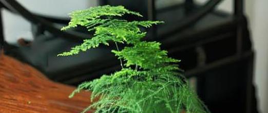 文竹花语（探寻文竹花语与永恒之间的奇妙关系）