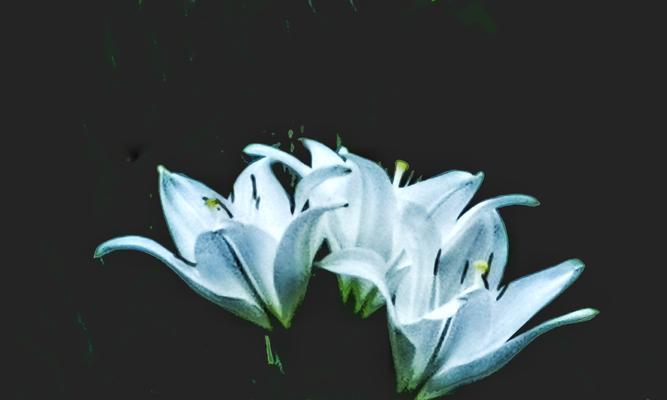 百合花的寓意与象征（探寻百合花的深层含义及其在文化中的角色）