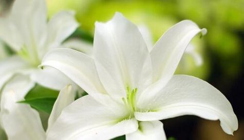 百合花的寓意与象征（探寻百合花的深层含义及其在文化中的角色）