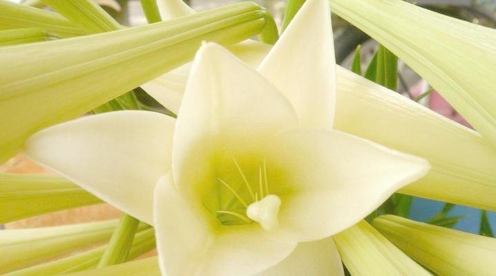 百合花的寓意与象征（探寻百合花的深层含义及其在文化中的角色）