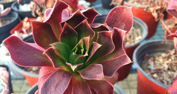 多肉法师花语（多肉植物的美丽寓意）