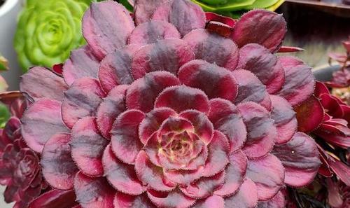 多肉法师花语（多肉植物的美丽寓意）