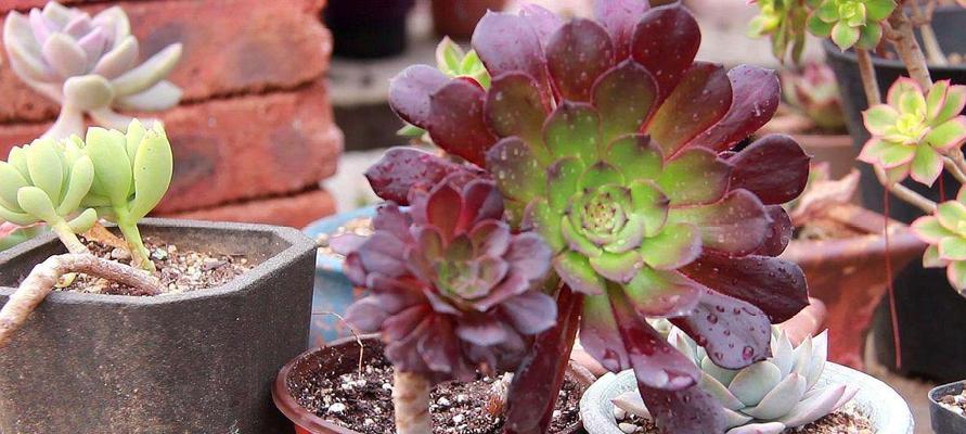 多肉法师花语（多肉植物的美丽寓意）