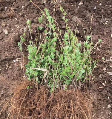 扦插苗的繁育方法与技巧（探索植物繁衍新路径）