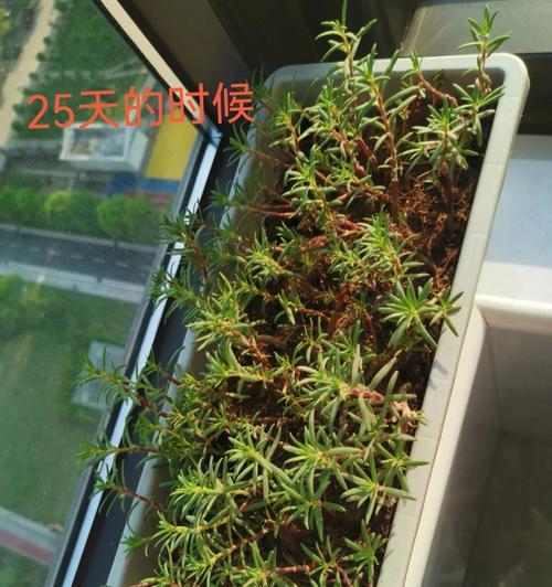 扦插苗的繁育方法与技巧（探索植物繁衍新路径）