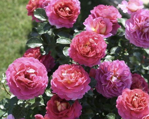 扦插苗的繁育方法与技巧（探索植物繁衍新路径）