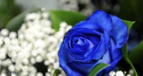 用康乃馨传递爱意的花语表白指南（康乃馨——表白的专属使者）