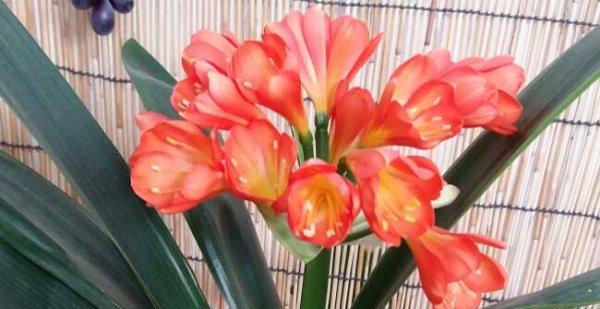 君子兰开花的寓意——家庭和谐与幸福的象征（深入探索君子兰花开的背后意义）