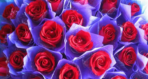 十二朵玫瑰花的寓意与象征（玫瑰之语传递的浪漫与情感）