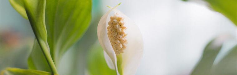 白掌花的花语和寓意（揭示白掌花语的意义与象征）