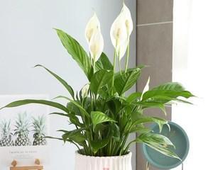 白掌花的花语和寓意（揭示白掌花语的意义与象征）