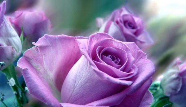 紫色玫瑰的象征意义（探寻紫色玫瑰的神秘之处）