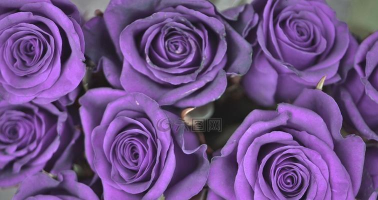 紫色玫瑰的象征意义（探寻紫色玫瑰的神秘之处）