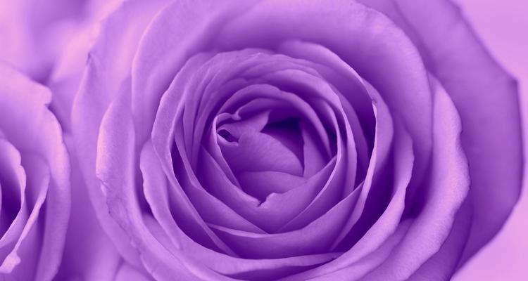 紫色玫瑰的象征意义（探寻紫色玫瑰的神秘之处）