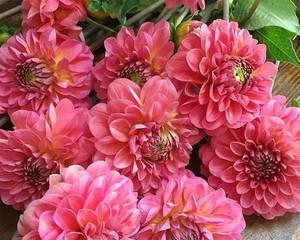 天竺牡丹花语——绽放勇敢与坚韧（以花为媒）