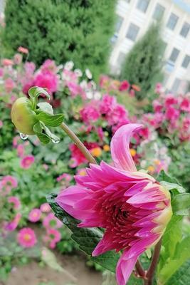 天竺牡丹花语——绽放勇敢与坚韧（以花为媒）