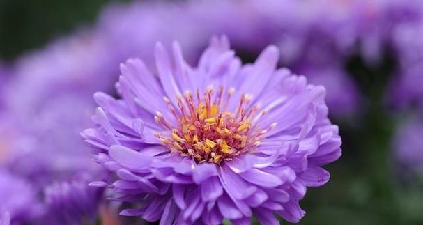 紫色小雏菊的花语和寓意（探寻紫色小雏菊的意义）