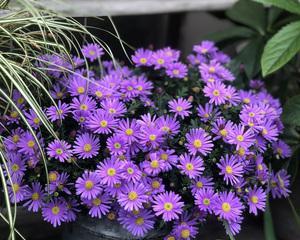 紫色小雏菊的花语和寓意（探寻紫色小雏菊的意义）