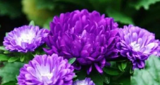 紫色小雏菊的花语和寓意（探寻紫色小雏菊的意义）