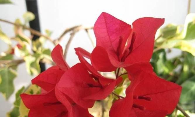 三角梅的养殖方法与花语（打造美丽花园）