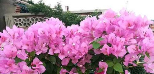 三角梅的养殖方法与花语（打造美丽花园）