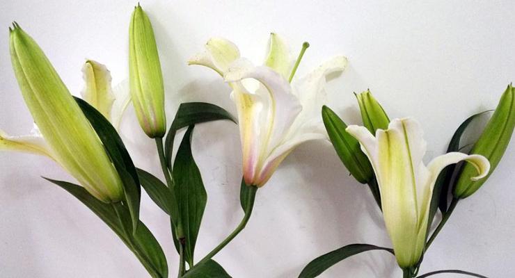 百合花（百合花的寓意和花语）