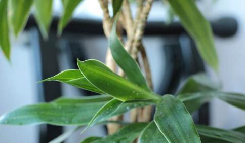 百合竹的寓意与风水象征（摆放风水和寓意搭配）