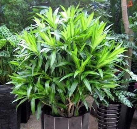 百合竹的寓意与风水象征（摆放风水和寓意搭配）