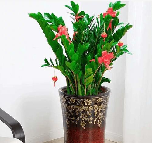 百合竹的寓意与风水象征（摆放风水和寓意搭配）