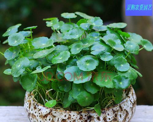 铜钱草的寓意与象征意义（探寻铜钱草的神秘与魅力）