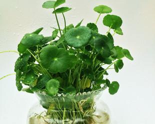 铜钱草的寓意与象征意义（探寻铜钱草的神秘与魅力）