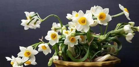 水仙花花语的美丽寓意（探寻水仙花的花语和象征意义）