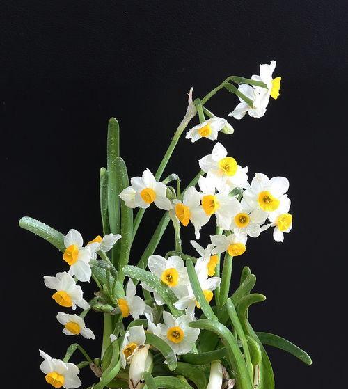 水仙花花语的美丽寓意（探寻水仙花的花语和象征意义）