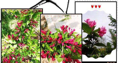 锦带花花语（用锦带花传递情感和祝福）