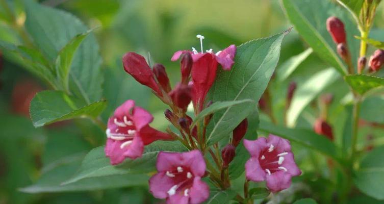 锦带花花语（用锦带花传递情感和祝福）