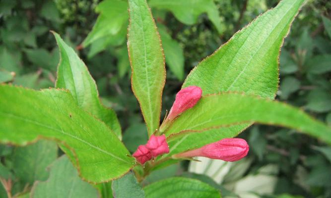 锦带花花语（用锦带花传递情感和祝福）