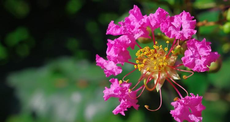 紫薇花花语与美好的寓意（探寻紫薇花的花语）