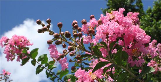 紫薇花花语与美好的寓意（探寻紫薇花的花语）
