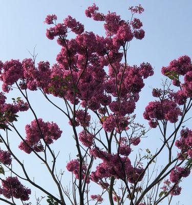 紫花风铃木的花语与寓意（紫花风铃木花语解读及其象征的内涵）