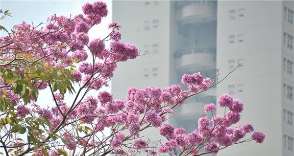 紫花风铃木的花语与寓意（紫花风铃木花语解读及其象征的内涵）