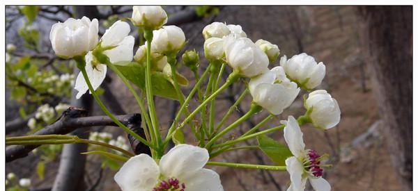 探秘梨花花语的深意（传递和谐与纯洁的象征）