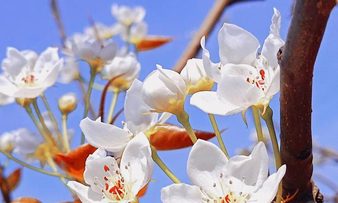 探秘梨花花语的深意（传递和谐与纯洁的象征）